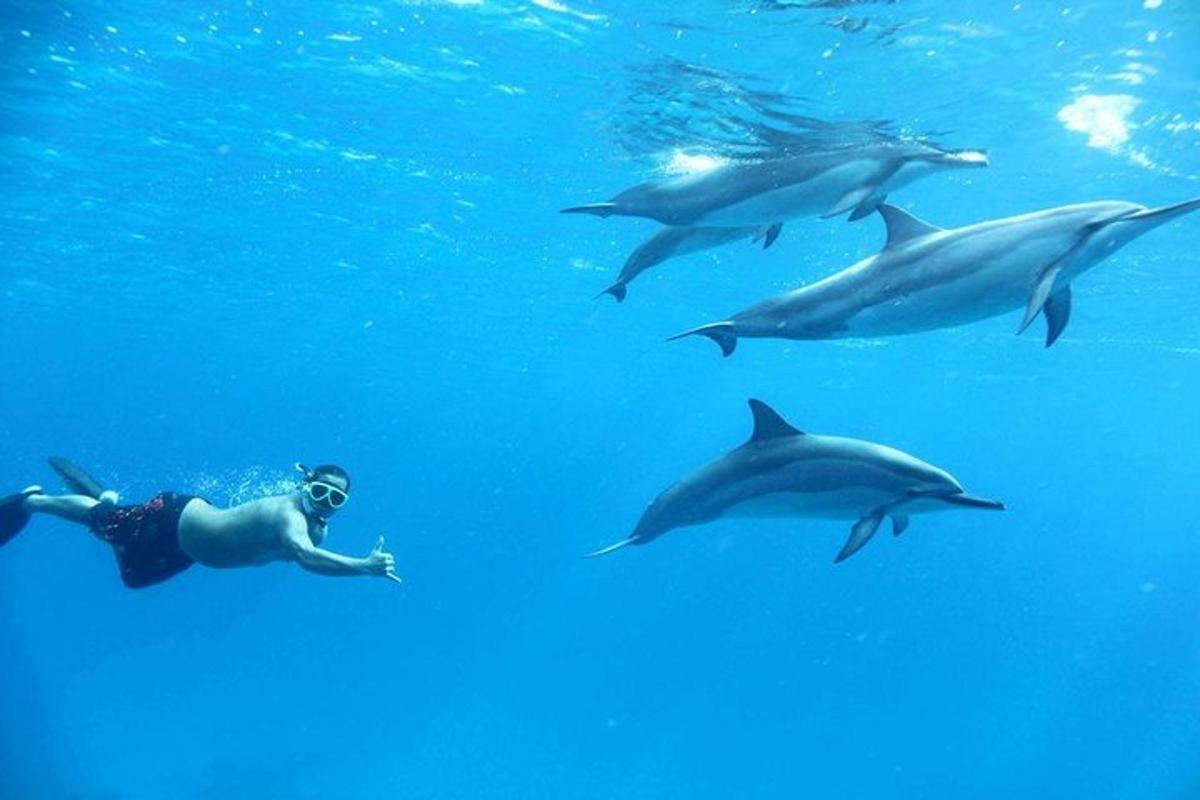 DOLPHIN HOUSE!