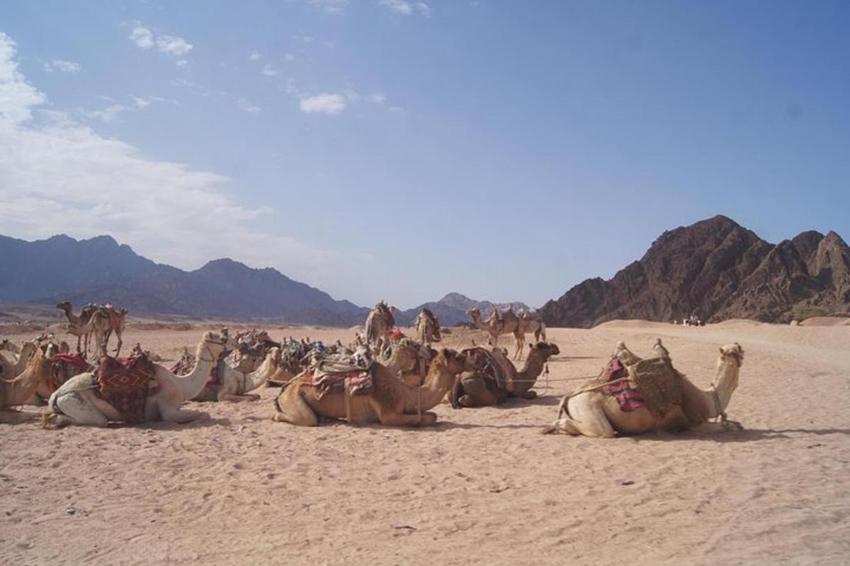 Spannende Safari: 3-Stunden Quad- und Kamelritt